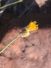 Bebbia juncea juncea