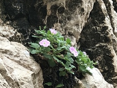 Erodium corsicum
