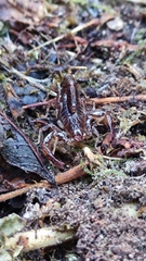 Phoniocercus sanmartini