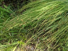 Carex laeviculmis