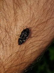 Acmaeodera mudgei