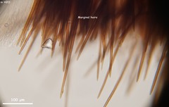 Trichophaea gregaria