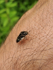 Acmaeodera mudgei