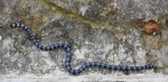 Laticauda laticaudata