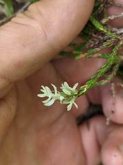 Exobasidium cassiopes