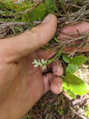 Exobasidium cassiopes