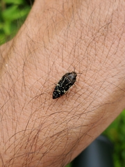 Acmaeodera mudgei