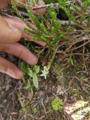 Exobasidium cassiopes