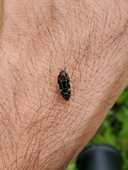 Acmaeodera mudgei