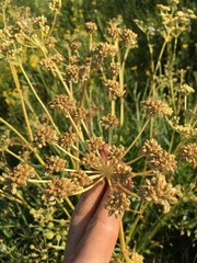 Angelica kingii