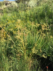 Angelica kingii