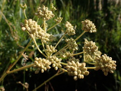 Angelica kingii