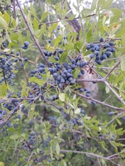 Forestiera angustifolia