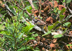 Zonotrichia albicollis image