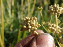 Angelica kingii