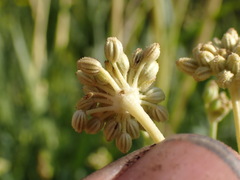 Angelica kingii