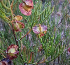 Dodonaea stenozyga