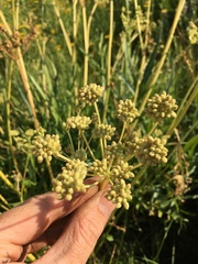 Angelica kingii