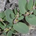Euphorbia prostrata - Photo (c) Nathan Taylor, μερικά δικαιώματα διατηρούνται (CC BY-NC)