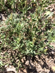 Stillingia treculiana