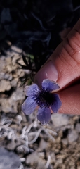Pulsatilla multiceps