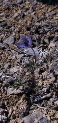 Pulsatilla multiceps