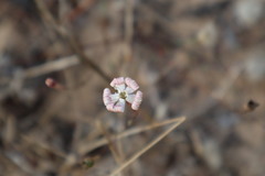Silene portensis