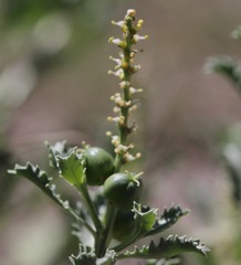 Stillingia treculiana