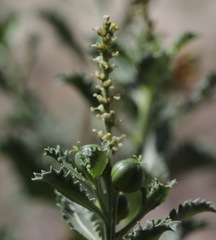 Stillingia treculiana