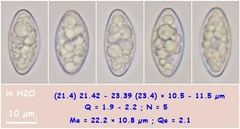 Trichophaea gregaria