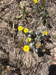 Thymophylla micropoides