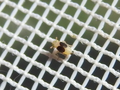 Syndelphax pseudoseminigra