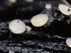 Perilachnea hemisphaerioides