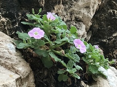 Erodium corsicum
