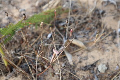Silene portensis