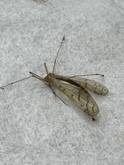 Bittacidae