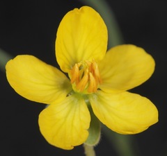 Senna pumilio
