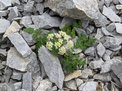 Conioselinum chinense