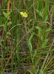 Lysimachia quadriflora