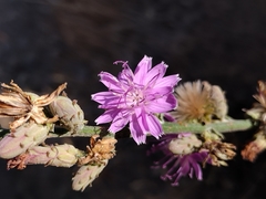 Stephanomeria cichoriacea