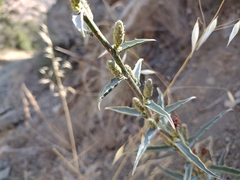 Stephanomeria cichoriacea