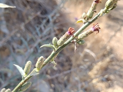 Stephanomeria cichoriacea
