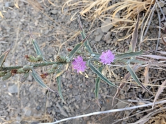 Stephanomeria cichoriacea