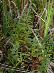 Lysimachia thyrsiflora