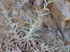 Stephanomeria cichoriacea
