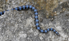 Laticauda laticaudata