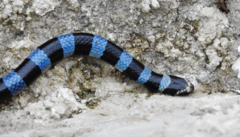 Laticauda laticaudata