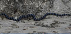 Laticauda laticaudata