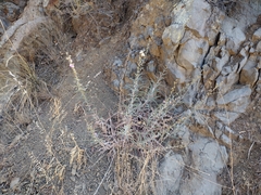 Stephanomeria cichoriacea