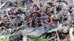 Phoniocercus sanmartini